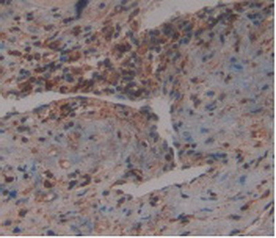 GDF3 Antibody in Immunohistochemistry (Paraffin) (IHC (P))