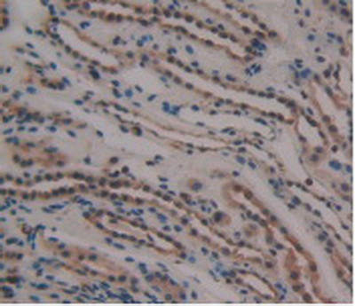 GDF3 Antibody in Immunohistochemistry (Paraffin) (IHC (P))