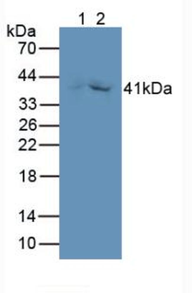 GDF3 Antibody in Western Blot (WB)