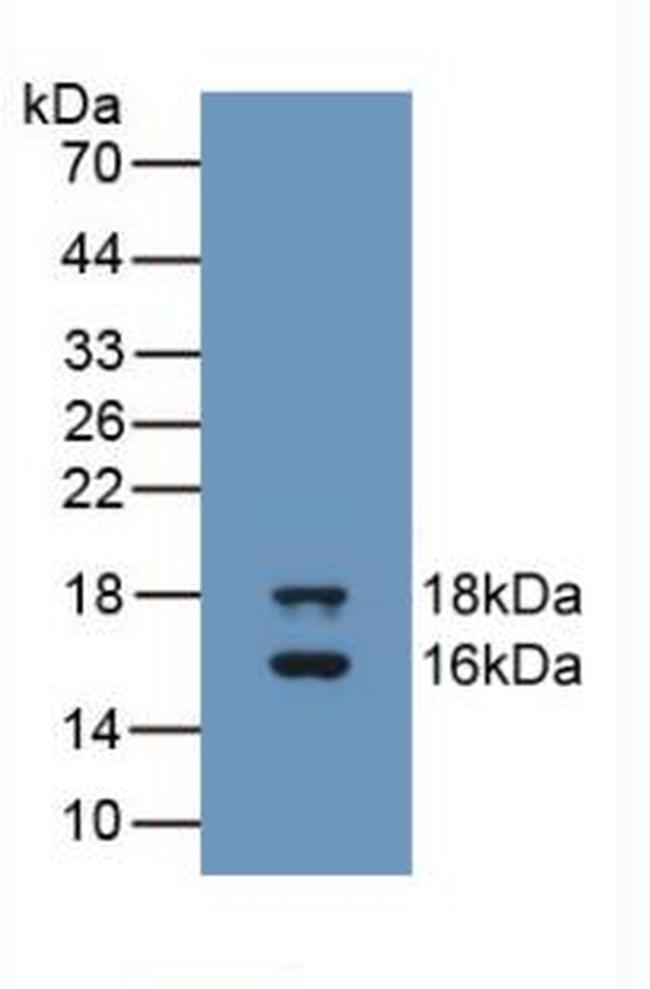 GDF3 Antibody in Western Blot (WB)