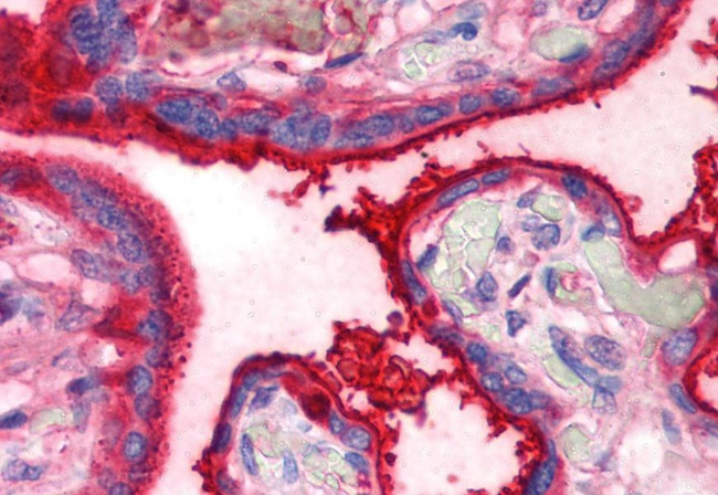 Transferrin Antibody in Immunohistochemistry (Paraffin) (IHC (P))