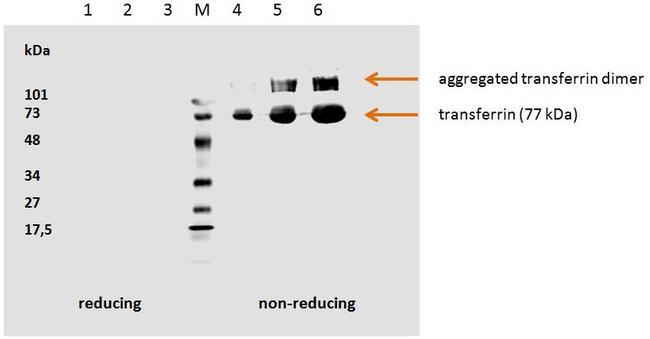 Transferrin Antibody in Western Blot (WB)