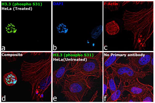 Phospho-Histone H3.3 (Ser31) Antibody