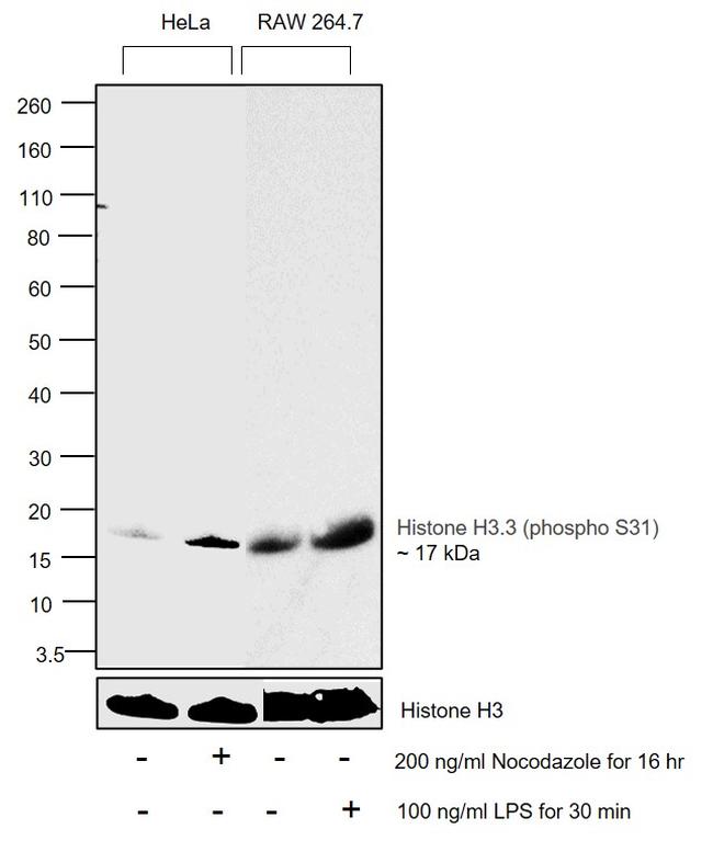 Phospho-Histone H3.3 (Ser31) Antibody