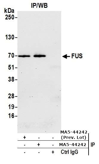 FUS Antibody in Immunoprecipitation (IP)