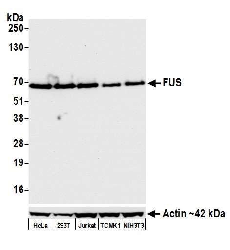 FUS Antibody in Western Blot (WB)