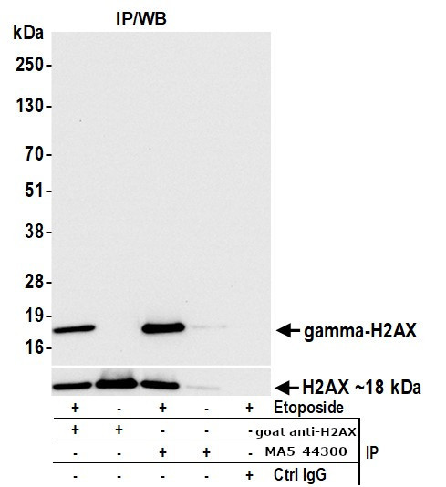 Phospho-gamma-H2AX (Ser139) Antibody in Immunoprecipitation (IP)