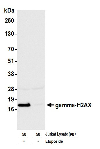 Phospho-gamma-H2AX (Ser139) Antibody in Western Blot (WB)