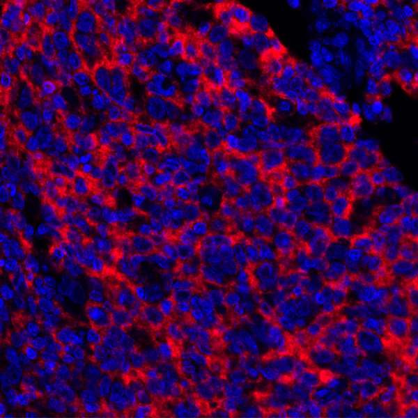 CD73 Antibody in Immunohistochemistry (Paraffin) (IHC (P))