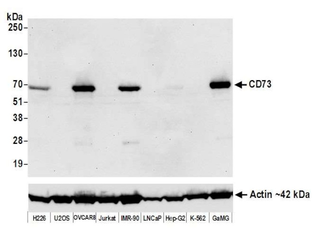 CD73 Antibody in Western Blot (WB)