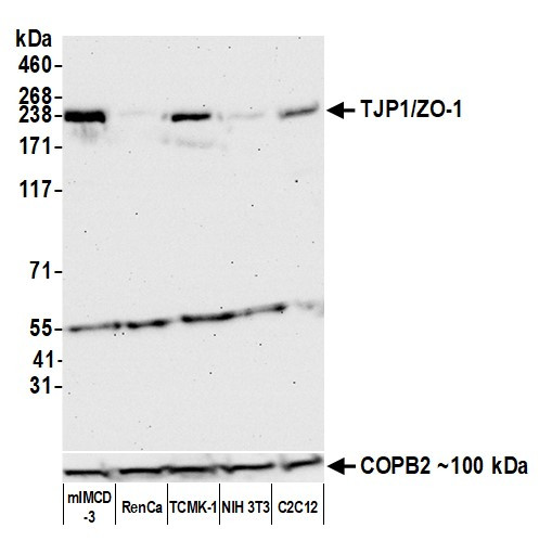 ZO-1 Antibody in Western Blot (WB)