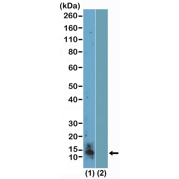 H4R3me2s Antibody in Western Blot (WB)