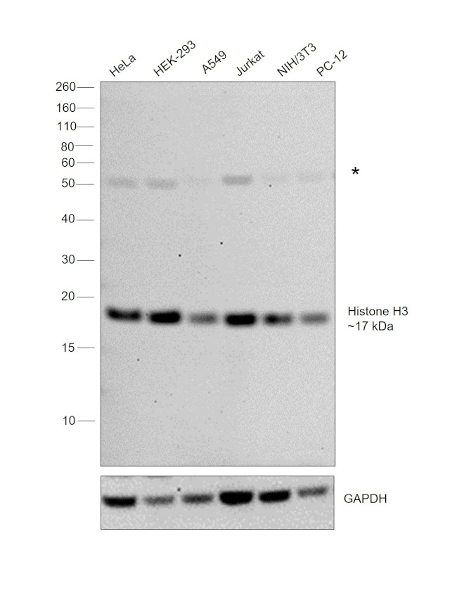 Histone H3 Antibody in Western Blot (WB)