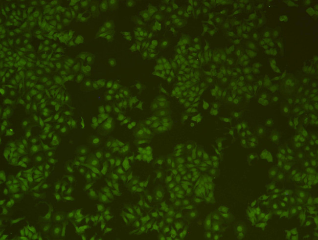 HP1 alpha Antibody in Immunocytochemistry (ICC/IF)