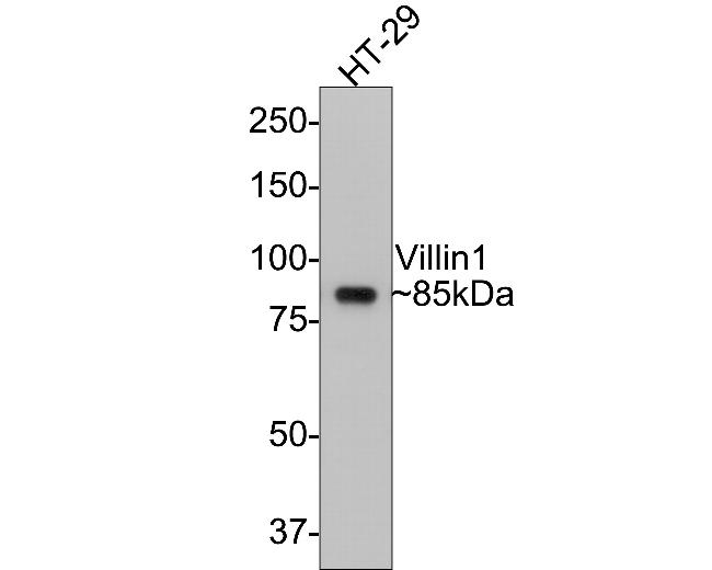 Villin Antibody in Western Blot (WB)