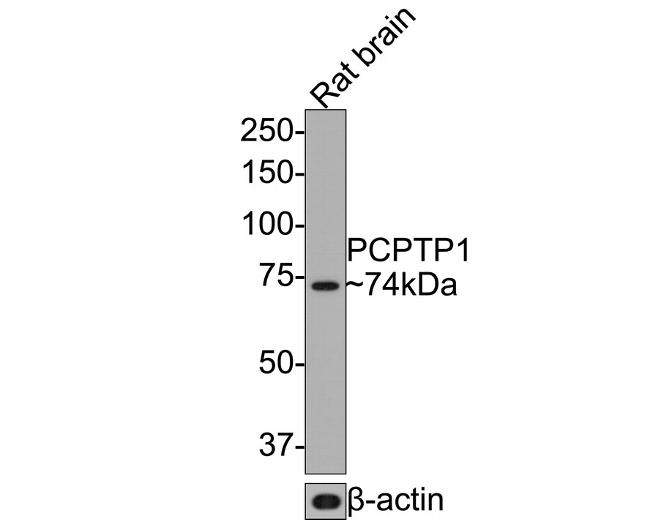 PCPTP1 Antibody in Western Blot (WB)
