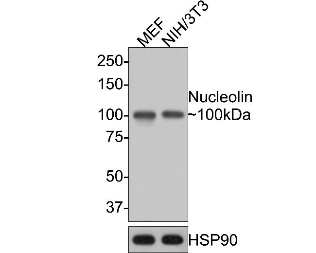 Nucleolin Antibody in Western Blot (WB)
