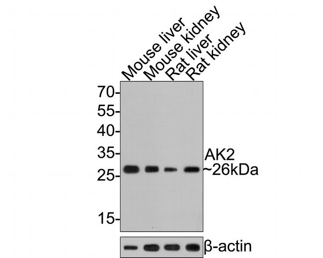 Adenylate Kinase 2 Antibody in Western Blot (WB)