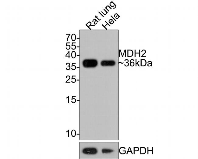 MDH2 Antibody in Western Blot (WB)