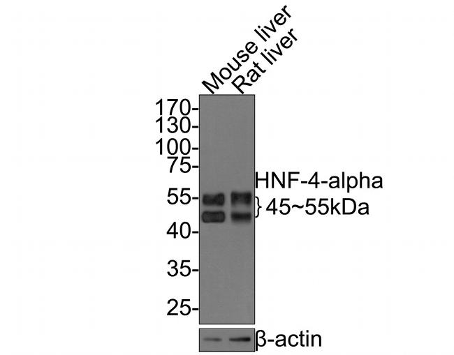 HNF4A Recombinant Monoclonal Antibody (JE63-17) (MA5-44801)