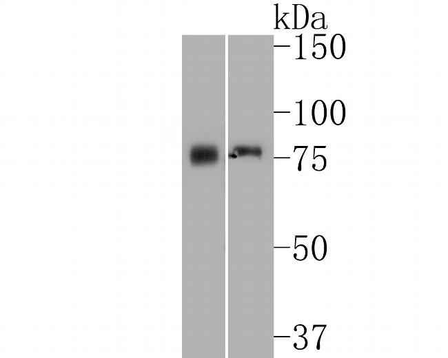 CD84 Antibody in Western Blot (WB)