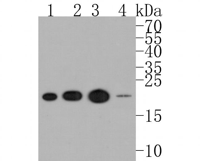 RCL Antibody in Western Blot (WB)