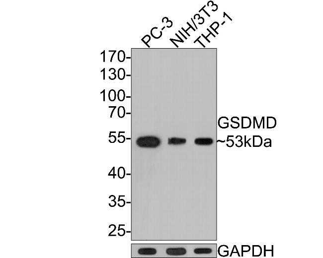 GSDMD Antibody in Western Blot (WB)