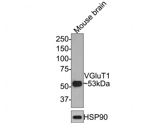 VGLUT1 Antibody in Western Blot (WB)