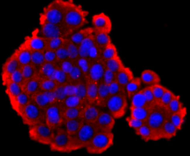 Glucagon Antibody in Immunocytochemistry (ICC/IF)