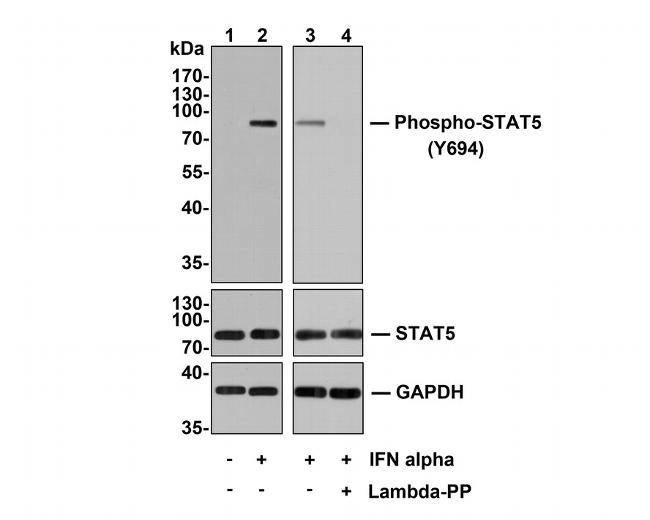 Phospho-STAT5 alpha (Tyr694) Antibody in Western Blot (WB)