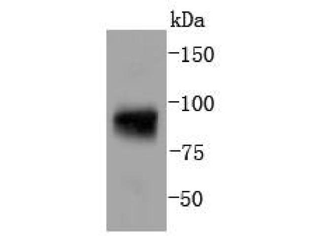 Phospho-STAT5 alpha (Tyr694) Antibody in Western Blot (WB)