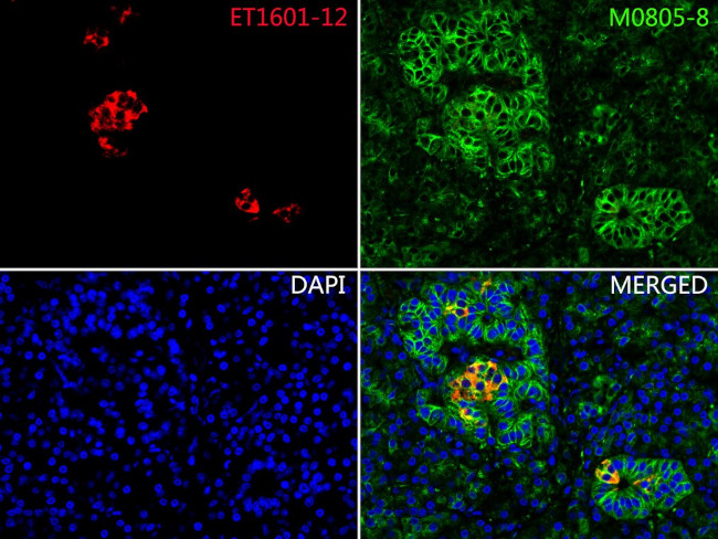 Insulin Antibody in Immunohistochemistry (Paraffin) (IHC (P))