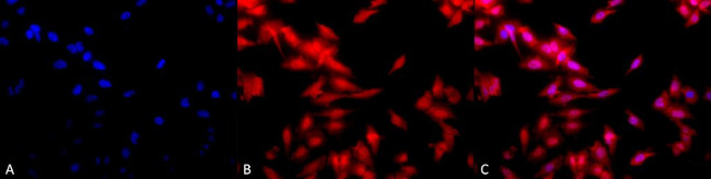 HSF1 Antibody in Immunocytochemistry (ICC/IF)