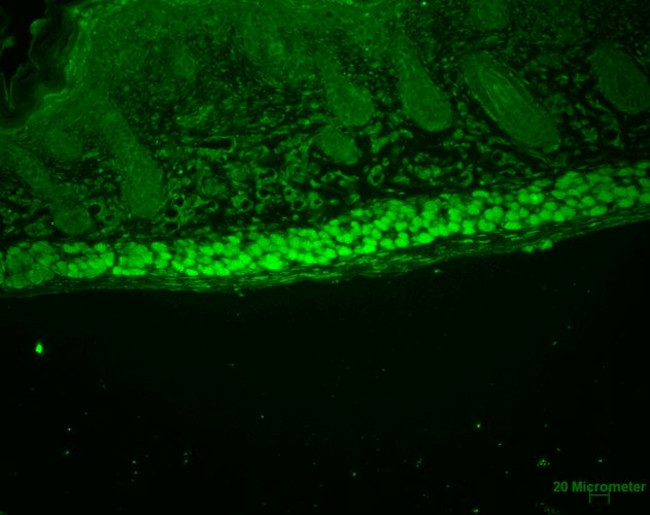 AHA1 Antibody in Immunohistochemistry (Paraffin) (IHC (P))