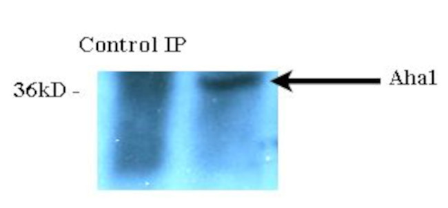 AHA1 Antibody in Immunoprecipitation (IP)