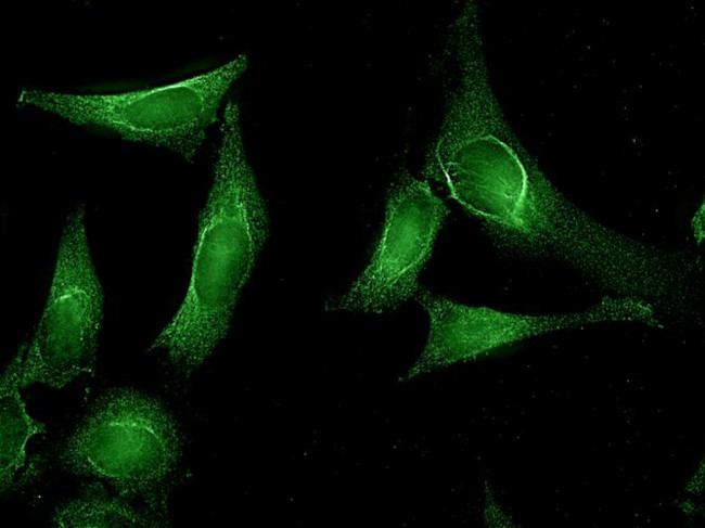 AHA1 Antibody in Immunocytochemistry (ICC/IF)