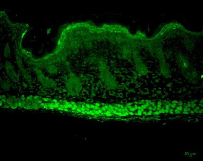 AHA1 Antibody in Immunohistochemistry (Paraffin) (IHC (P))