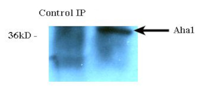 AHA1 Antibody in Immunoprecipitation (IP)