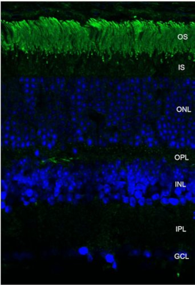 Rhodopsin Antibody in Immunohistochemistry (IHC)