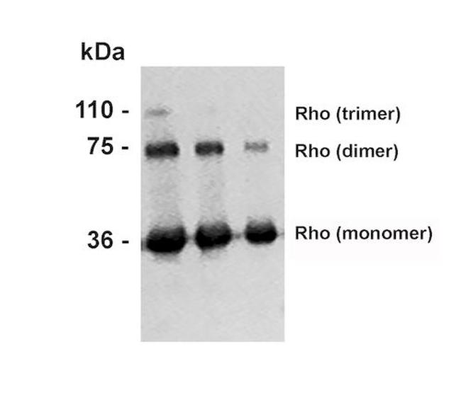 Rhodopsin Antibody in Western Blot (WB)