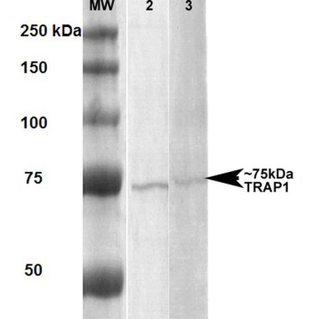 TRAP1 Antibody in Western Blot (WB)