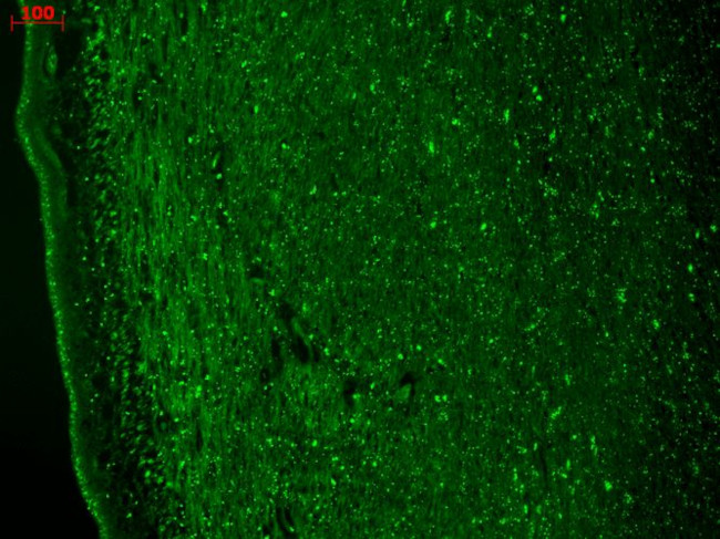 CaV3.2 Antibody in Immunohistochemistry (Paraffin) (IHC (P))