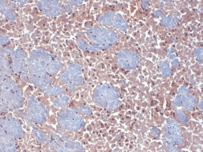 HCN2 Antibody in Immunohistochemistry (PFA fixed) (IHC (PFA))