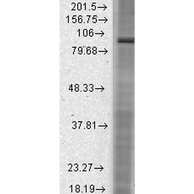 HCN2 Antibody in Western Blot (WB)
