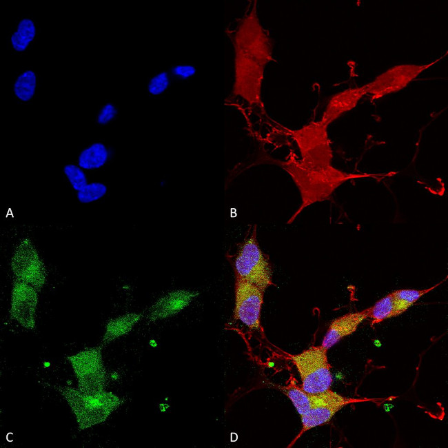 KCNQ4 Antibody in Immunocytochemistry (ICC/IF)