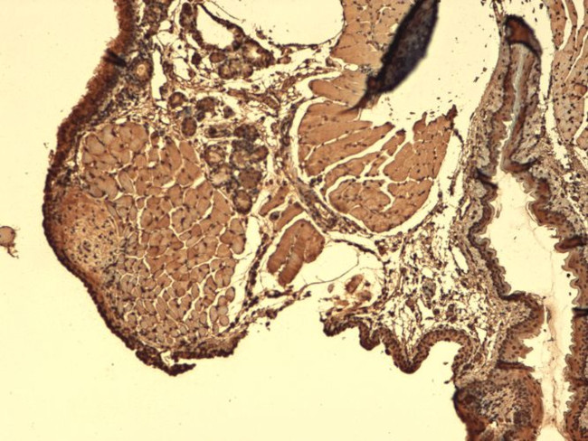 SLC5A5 Antibody in Immunohistochemistry (PFA fixed) (IHC (PFA))