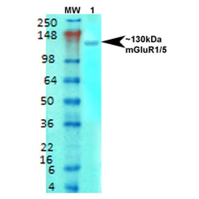 mGluR1/mGluR5 Antibody in Western Blot (WB)