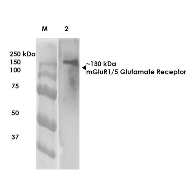 mGluR1/mGluR5 Antibody in Western Blot (WB)