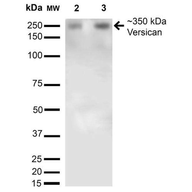 Versican Antibody in Western Blot (WB)
