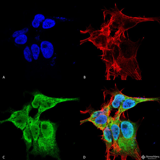 FGF13 Antibody in Immunocytochemistry (ICC/IF)